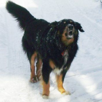 Das Bild zeigt einen Hund aus den Kundenfeedbacks