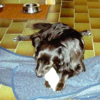 Das Bild zeigt einen Hund aus den Kundenfeedbacks