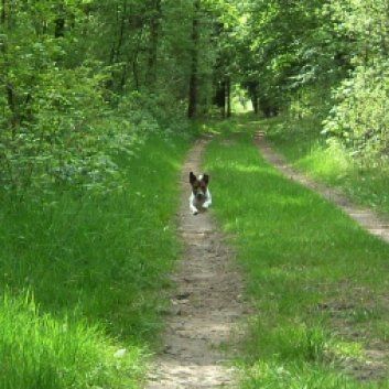 Das Bild zeigt einen Hund aus den Kundenfeedbacks
