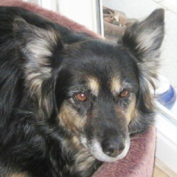 Das Bild zeigt einen Hund aus den Kundenfeedbacks