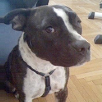 Das Bild zeigt einen Hund aus den Kundenfeedbacks