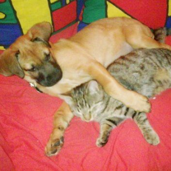 Das Bild zeigt einen Hund aus den Kundenfeedbacks