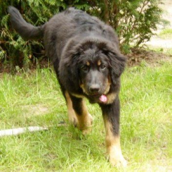 Das Bild zeigt einen Hund aus den Kundenfeedbacks