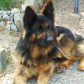 Das Bild zeigt einen Hund aus den Kundenfeedbacks