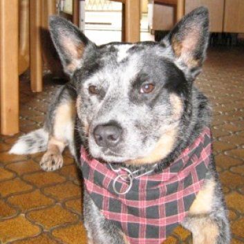 Das Bild zeigt einen Hund aus den Kundenfeedbacks