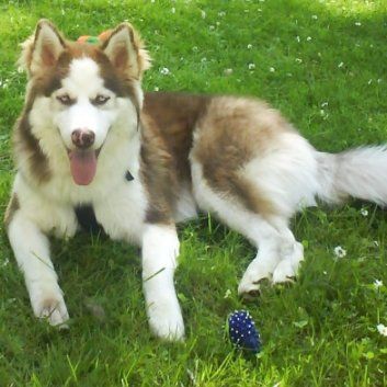 Das Bild zeigt einen Hund aus den Kundenfeedbacks