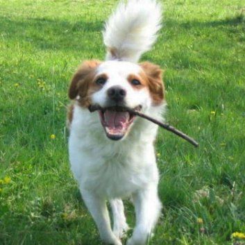 Das Bild zeigt einen Hund aus den Kundenfeedbacks