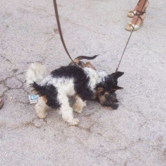 Das Bild zeigt einen Hund aus den Kundenfeedbacks