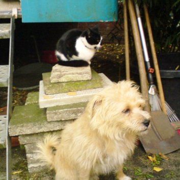 Das Bild zeigt einen Hund aus den Kundenfeedbacks