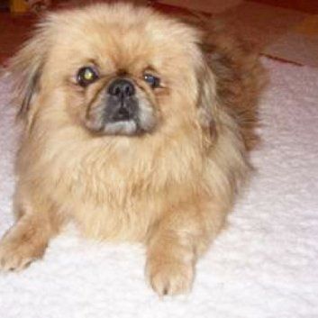 Das Bild zeigt einen Hund aus den Kundenfeedbacks