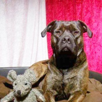 Das Bild zeigt einen Hund aus den Kundenfeedbacks