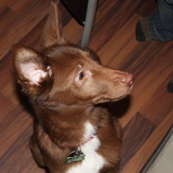 Das Bild zeigt den Hund eines unserer Kunden