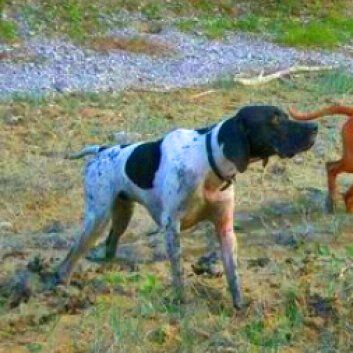 Das Bild zeigt den Hund eines unserer Kunden