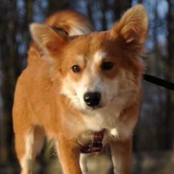 Das Bild zeigt den Hund eines unserer Kunden