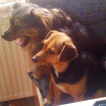 Das Bild zeigt den Hund eines unserer Kunden