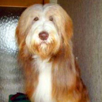 Das Bild zeigt den Hund eines unserer Kunden