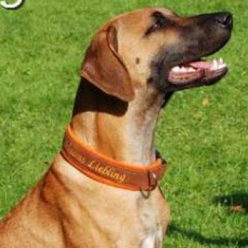 Das Bild zeigt den Hund eines unserer Kunden