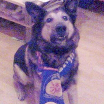 Das Bild zeigt den Hund eines unserer Kunden