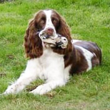 Das Bild zeigt den Hund eines unserer Kunden