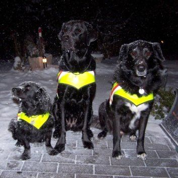 Das Bild zeigt den Hund eines unserer Kunden