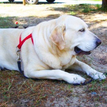 Das Bild zeigt den Hund eines unserer Kunden