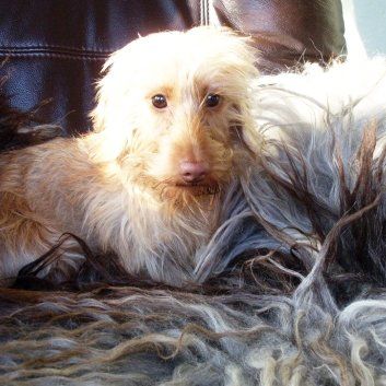 Das Bild zeigt den Hund eines unserer Kunden