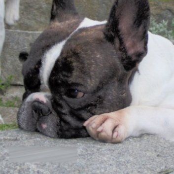 Das Bild zeigt den Hund eines unserer Kunden