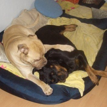 Das Bild zeigt den Hund eines unserer Kunden