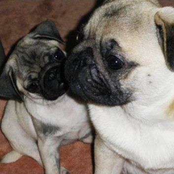 Das Bild zeigt den Hund eines unserer Kunden