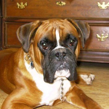 Das Bild zeigt den Hund eines unserer Kunden