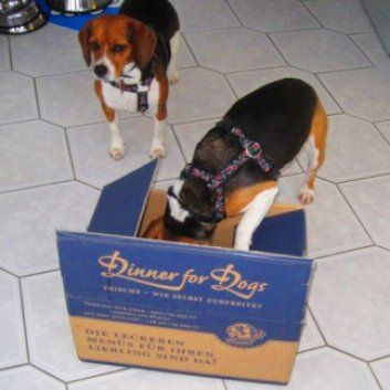 Das Bild zeigt den Hund eines unserer Kunden