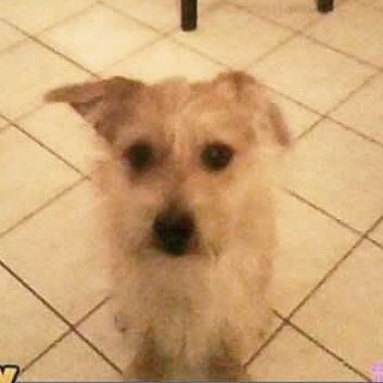 Das Bild zeigt den Hund eines unserer Kunden