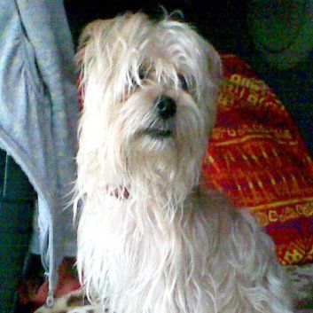 Das Bild zeigt den Hund eines unserer Kunden