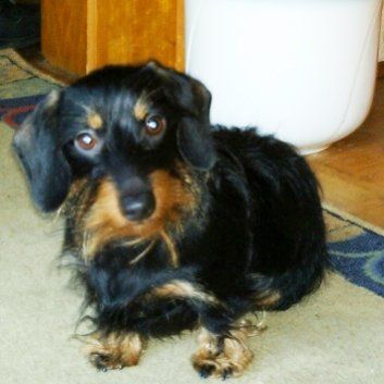 Das Bild zeigt den Hund eines unserer Kunden