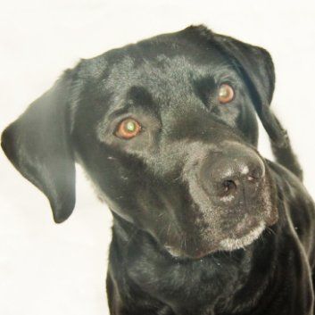 Das Bild zeigt den Hund eines unserer Kunden