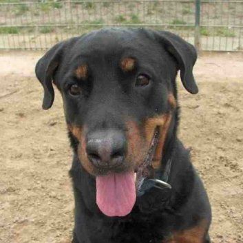 Das Bild zeigt den Hund eines unserer Kunden