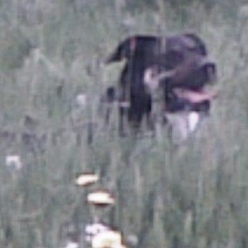 Das Bild zeigt den Hund eines unserer Kunden