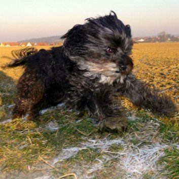 Das Bild zeigt den Hund eines unserer Kunden