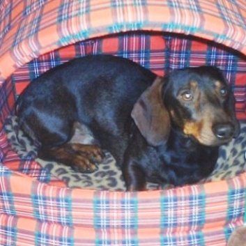 Das Bild zeigt den Hund eines unserer Kunden