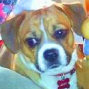 Das Bild zeigt den Hund eines unserer Kunden