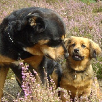 Das Bild zeigt den Hund eines unserer Kunden