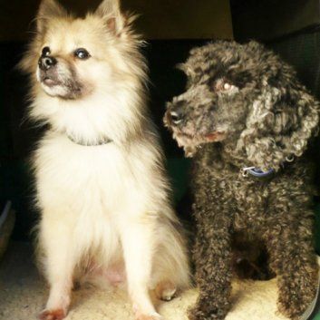 Das Bild zeigt den Hund eines unserer Kunden