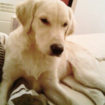 Das Bild zeigt den Hund eines unserer Kunden