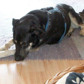 Das Bild zeigt den Hund eines unserer Kunden