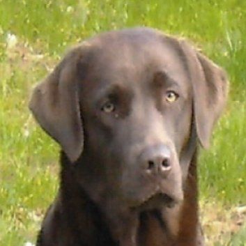 Das Bild zeigt den Hund eines unserer Kunden