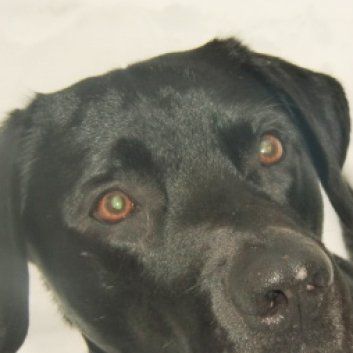 Das Bild zeigt den Hund eines unserer Kunden