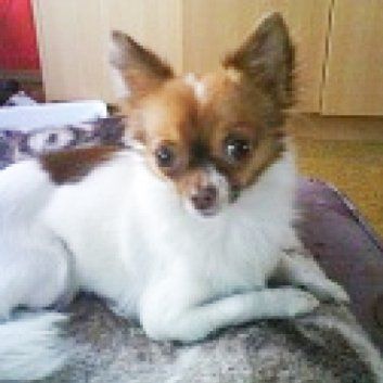 Das Bild zeigt den Hund eines unserer Kunden