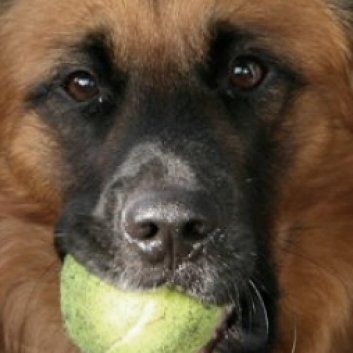 Das Bild zeigt den Hund eines unserer Kunden