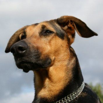 Das Bild zeigt den Hund eines unserer Kunden