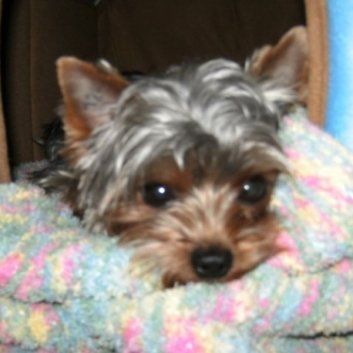 Das Bild zeigt den Hund eines unserer Kunden